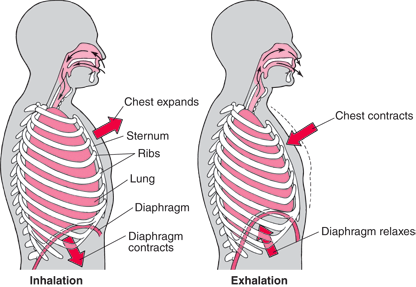 diaphragm